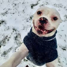 🌴🏖️ Bandito is officially packed and ready to check in to the  All-Inclusive Cuddle Resort—he just needs his plus one! 🍹🐾 Currently  lounging at the adoption center, he's got his tropical shirt