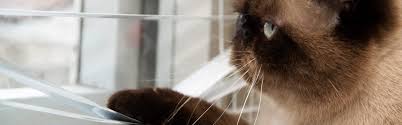 Wir sind ein bisschen katzen verrückt, wenn du es auch bist, dann bist du hier genau richtig! Freiganger Oder Wohnungskatze Cat S Best