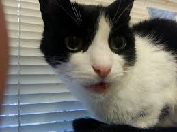 Legs if the cancer is affecting their legs, you will most likely notice lameness, or pain and swelling in the leg. Lump On Cat S Jaw Please Help Very Distressed Thecatsite