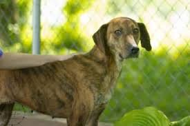 This special program is available for adoptable critters and adoptable. Ohio Rita Is A 3yo Plott Hound Mix In Need Of A Loving Adopter Rescue At Ross County Humane Society 2308a Lick Run Rd Pets Plott Hound Mix Plott Hound