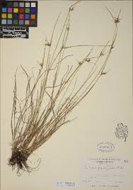 Image result for Scleria nyasensis