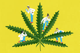 With the advent of the internet, the crippling control of information by. Do You Have The Heart For Marijuana The New York Times