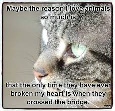 Cat loss quotes about feline life after death. 43 My Favorite Pet Quotes Ideas Crazy Cats Cat Pics Animal Quotes