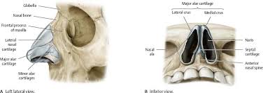Additional images coronal section of nasal cavities. Nasal Cavity Nose Atlas Of Anatomy