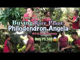 Pin On 81 Kind Of Anthurium Plants