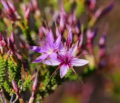 Image result for Calycosiphonia spathicalyx