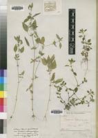 Image result for Justicia heterocarpa