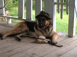 North Carolina Missing Family Dog Alert Please Share Missing Jonestown Rd Winston Salem Nc Moscow Went Miss Find Pets Pets Animal Rescue Site