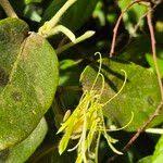 Image result for Erianthemum dregei