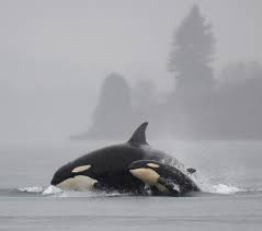 Originally published may 2, 2007 at 12:00 am updated may 2, 2007 at 2:00 am Symbols Of Washington State Symbols Usa