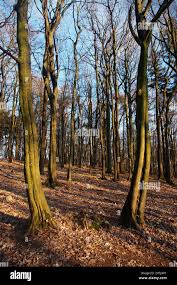 Branches forrest hi-res stock photography and images