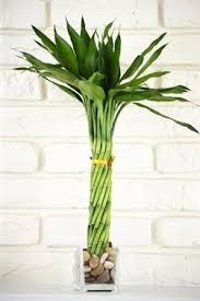 9greenbox Lucky Bamboo Elegant Twist With Glass Vase And Pebbles Lucky Bamboo Plants Lucky Bamboo Bamboo Plants