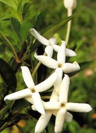 Image result for Bouvardia longiflora