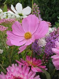 Cosmos Flowers Plants Garden