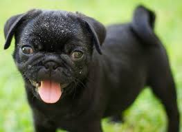 pin on pugs