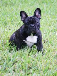 French bulldog pups are smart and can easily be potty trained. French Bulldog Puppies For Sale Tampa Fl 288090