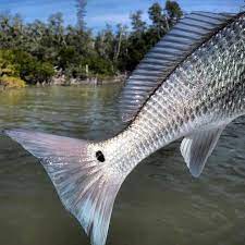 Headed To Keith Lake With The Boys See You There Red Fish Fish Fly Fishing