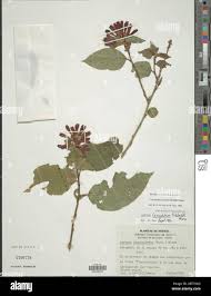 Image result for Clerodendrum fasciculatum