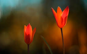 Fonds d ecran et images par theme fonds d ecran gratuits fond. Theme Fleur 10 Windows Fond D Ecran Theme Fleur 1600x1000 Wallpapertip