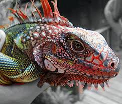 Mystic M Interesting Animals Cute Reptiles Iguana