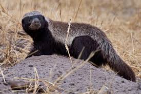 We did not find results for: Honey Badger African Wildlife Your African Safari
