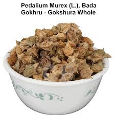 Image result for Pedalium murex