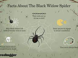 Moreover, black widow spiders have 8 legs. 8 Facts About The Black Widow Spider