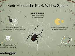 Female black widow spiders are shiny black when full grown. 8 Facts About The Black Widow Spider