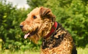 Photo Airedale Terrier : caractère éducation santé prix  Race de chien