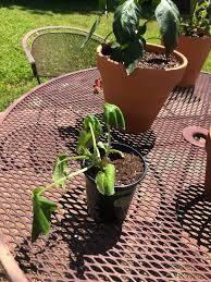 When to plant zucchini plants outside. Why Does My Young Zucchini Plant Droop When I Put Him In The Sun Was Totally Fine 2 Hours Ago Before I Brought It Outside Tn Gardening