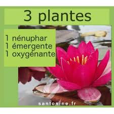 Plante aquatique oxygenante pour petit bassin. Pack De Trois Aquatiques Pour Un Bassin De Petite Profondeur D Eau