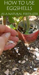 How To Use Eggshells As A Natural Fertilizer Natural Fertilizer Fertilizer For Plants Egg Shells