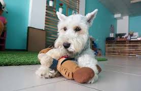 The standard schnauzer has a long, rectangular head with small, deep eyes and highly set ears which may be cropped or uncropped. Miniature Schnauzer Breed Information