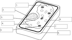 Maybe you would like to learn more about one of these? Module 26 Structure Of A Plant Cell By Openstax Jobilize