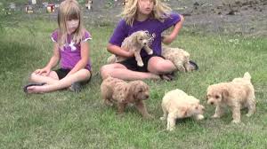 Over 4 weeks ago on americanlisted. Six Cockapoo Puppies Minnesota Iowa Breeder 2012 Youtube