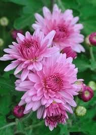Image result for Chrysanthellum indicum