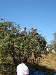 We have a large selection of northwest native plants, ornamental, and useful landscape trees. Tree Fruits Seattle Urban Farm Company