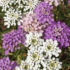 Everwilde Farms 1 Oz Globe Annual Candytuft Garden Flower Seeds Gold Vault Bulk Seed Packet Walmart Com Walmart Com