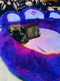 Pekinez Pekingese Erkek Yavrular Ucretli Pekinez Pekingese Erkek Yavrular Ucretli Kopek Kopekseverler Kopeksahiplen Pekinez Kopek Evcil Hayvanlar