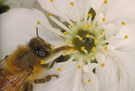 Symbiosis is the relationship between two different species of. Bees Butterflies And Flowers Carolina Com