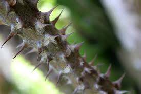 Download this free photo about spiky stem of plant, and discover more than 9 million professional stock photos on freepik. Thorn Stem Spiky Sharp Plant Free Image From Needpix Com