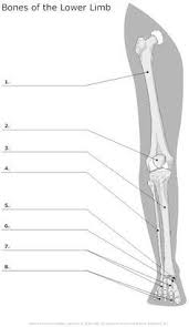 Bones Of The Head The Head And Free Worksheets On Pinterest Anatomy Bones Anatomy And Physiology Anatomy