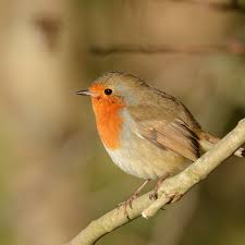 Check spelling or type a new query. Feed The Birds By Opening A Bird Cafe In Your Garden