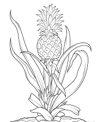 Buah apel juga merupakan salah satu buah yang paling banyak dikonsumsi di setiap belahan dunia. 15 Gambar Mewarnai Buah Nanas Untuk Tk Dan Sd Marimewarnai Com