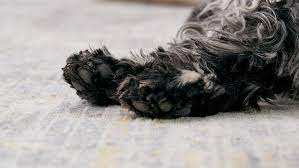Why Do My Dog S Paws Smell Like Corn Chips