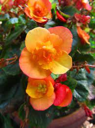 Pin On Flowers Plants