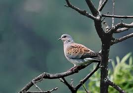 Tourterelle Des Bois Oiseaux Dansons La Capucine Tourterelle
