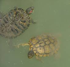 Le verdure, i tipi di frutta, le specie di pesce, nel programma alimentare mensile della tartaruga d'acqua dolce. Trachemys Wikipedia