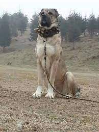 kangal turkiye kangal kopegi kopek turleri kopek