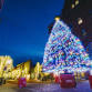 The Tree Lighting